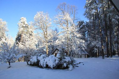 Liguria, İtalya - 22 Aralık 2020: İtalya 'daki ilk yoğun kar yağışı. Gri ve mavi gökyüzü ile beyaz arkaplanın güzel fotoğrafları. Kar ve birkaç buzlu ağaç..