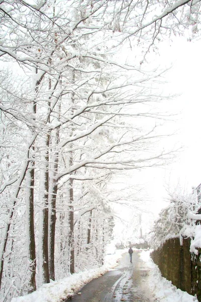 Liguria, Italy - December, 02,2020: First heavy snow from the villlage in Italy. Beautifull photography of the white background with grey and blue sky. Snow and some iced trees.