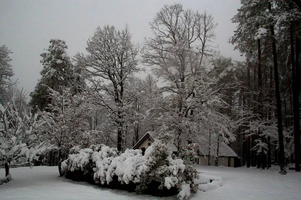 Liguria, Italy - December, 02,2020: First heavy snow from the villlage in Italy. Beautifull photography of the white background with grey and blue sky. Snow and some iced trees.