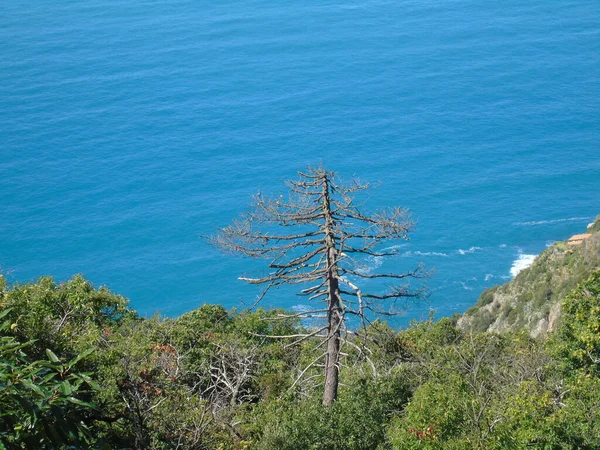 Cinque Terre Talya 2020 Bir Kıyı Balıkçı Köyünün Güzel Manzarası — Stok fotoğraf