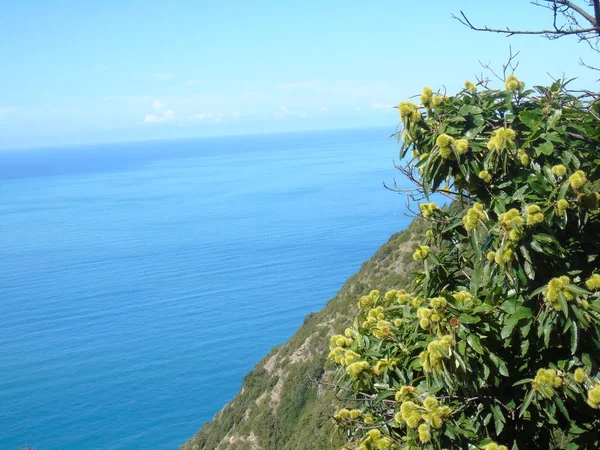 Cinque Terre Italien 2020 Vackert Landskap Kustfiskeby Fantastisk Utsikt Över — Stockfoto