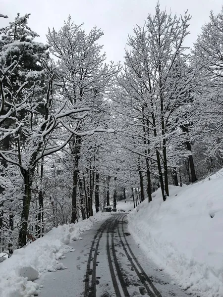 Liguria, Italy - December, 02,2020: First heavy snow from the villlage in Italy. Beautifull photography of the white background with grey and blue sky. Snow and some iced trees.