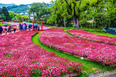 Cenova, İtalya - 24 Şubat 2021: Kiraz ağacı ve diğer farklı meyve bitkilerinin güzel bir başlığı, köyde ilk kez açan bahar çiçekleri ve arka planda inanılmaz mavi bir gökyüzü.. 