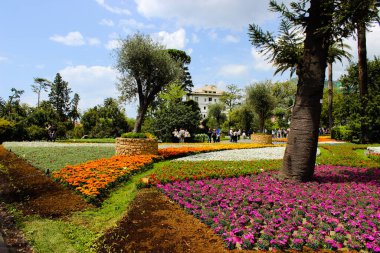 Cenova, İtalya - 24 Şubat 2021: Kiraz ağacı ve diğer farklı meyve bitkilerinin güzel bir başlığı, köyde ilk kez açan bahar çiçekleri ve arka planda inanılmaz mavi bir gökyüzü.. 