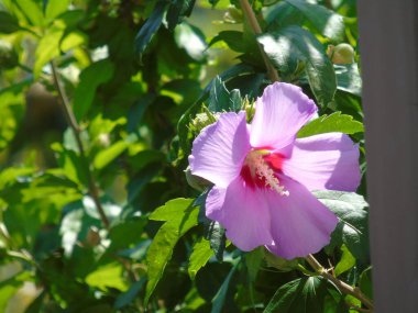 Cenova, İtalya - 04 / 05 / 2021: Doğanın güzel çiçekli bahar özeti. Çiçek açan kayısı makrosu dalları hafif açık mavi gökyüzü arka planına odaklanmış. 