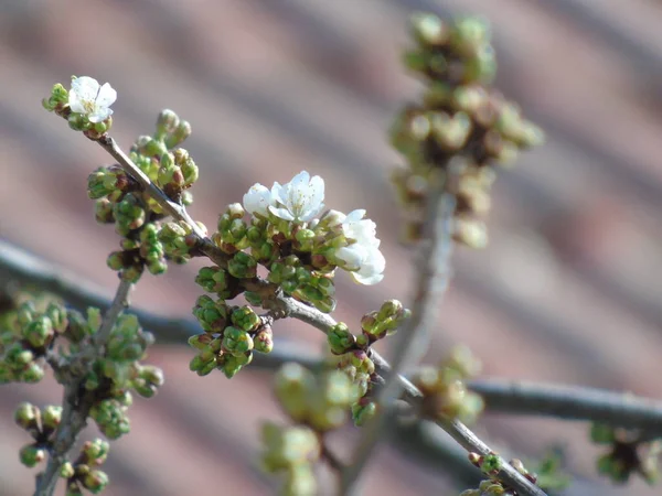 Genova Ιταλία 2021 Όμορφο Floral Spring Αφηρημένο Φόντο Της Φύσης — Φωτογραφία Αρχείου