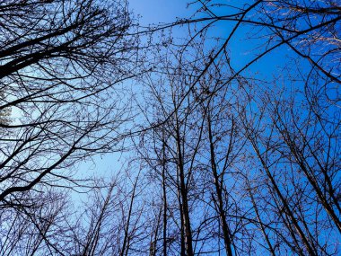 Doğanın güzel çiçekli ve soyut arka planı. Çiçek açan kayısı makrosu dalları hafif açık mavi gökyüzü arka planına odaklanmış. 