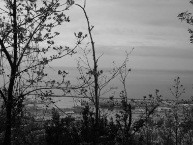 Doğanın güzel çiçekli ve soyut arka planı. Çiçek açan kayısı makrosu dalları hafif açık mavi gökyüzü arka planına odaklanmış. 