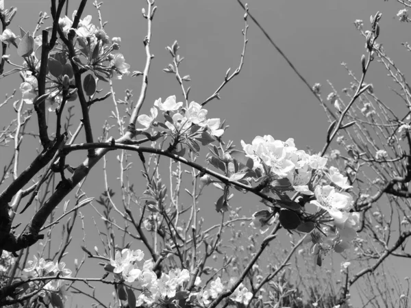 Vacker Blommig Våren Abstrakt Bakgrund Naturen Filialer Blommande Aprikos Makro — Stockfoto