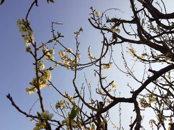 Gyönyörű Virágos Tavasz Elvont Háttér Természet Virágzó Sárgabarack Makró Ágak — Stock Fotó