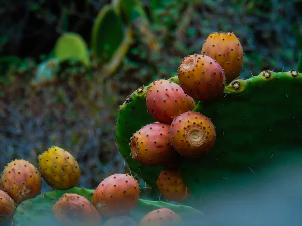 Schöne Blumen Frühling Abstrakten Hintergrund Der Natur Zweige Der Blühenden — Stockfoto