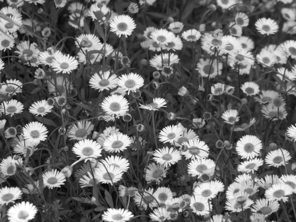 Bella Primavera Floreale Sfondo Astratto Della Natura Rami Fioritura Macro — Foto Stock