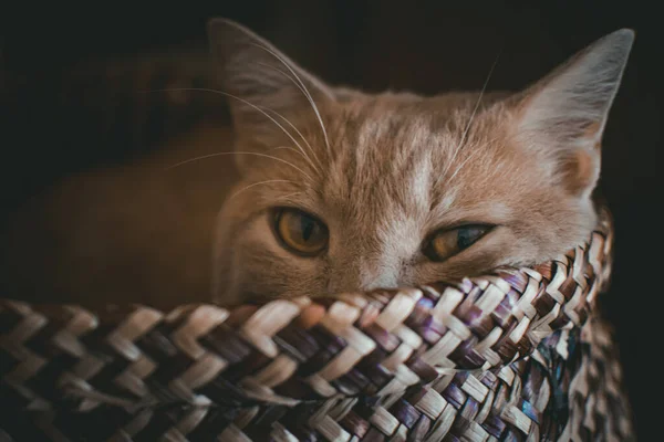 バッグの中で寝ようとする猫の肖像画 — ストック写真