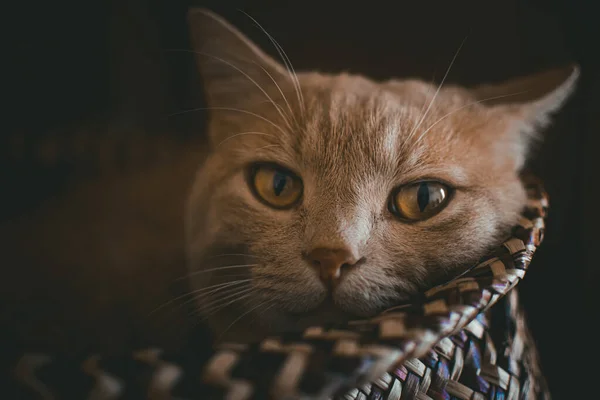Torbada Uyumaya Çalışan Bir Kedinin Portresi — Stok fotoğraf