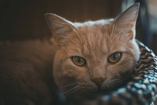 Torbada Uyumaya Çalışan Bir Kedinin Portresi — Stok fotoğraf