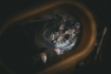 Beni izleyen bir hamster portresi.