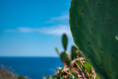 Puglia 'da deniz kenarındaki güzel bir kaktüsün manzarası
