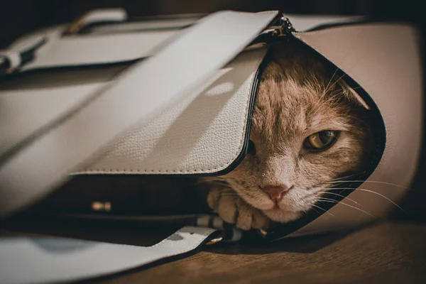かわいい猫がバッグの中で寝てて — ストック写真