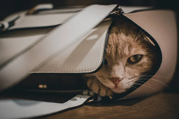 Gato Bonito Dormindo Saco — Fotografia de Stock