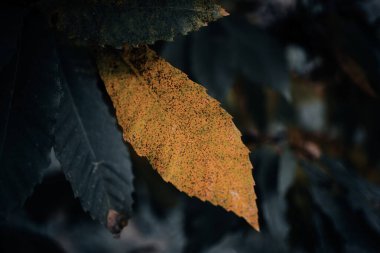 Turuncu izinde ve sonbahar arka planında görünüm