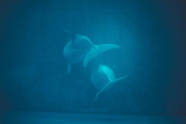 Yunus Havuzda Yüzüyor