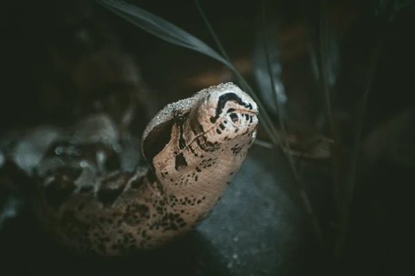 关于危险的蟒蛇的绝妙景象 — 图库照片