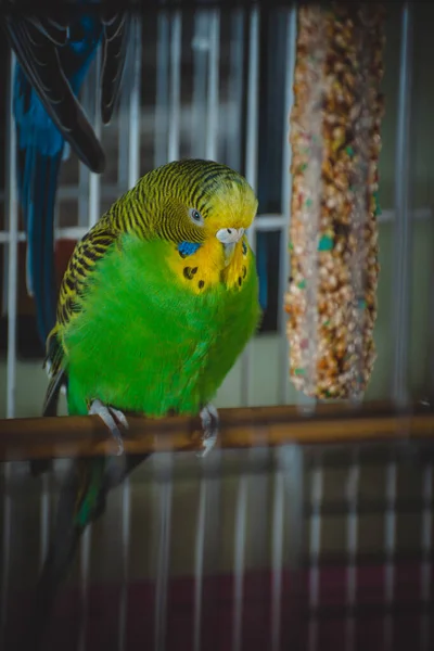 Piękne Zielone Niebieskie Papużki — Zdjęcie stockowe