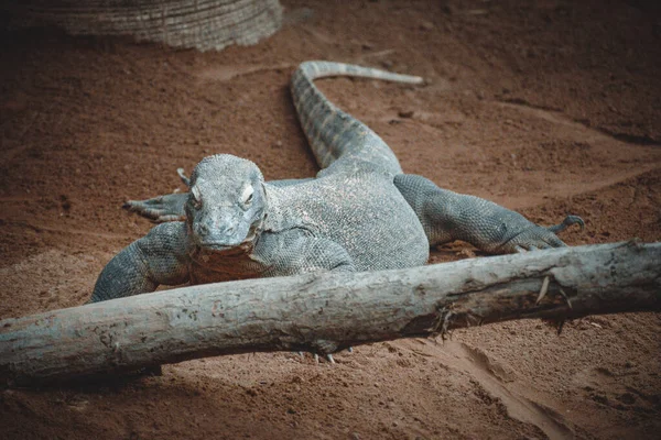 Een Fantastisch Portret Van Een Komodovaraan — Stockfoto