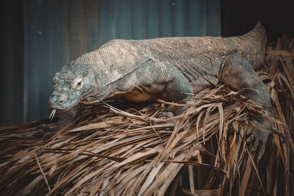 Retrato Fantástico Dragão Komodo — Fotografia de Stock