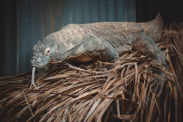 Een Fantastisch Portret Van Een Komodovaraan — Stockfoto