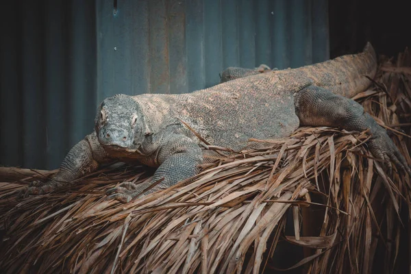 Retrato Fantástico Dragão Komodo — Fotografia de Stock
