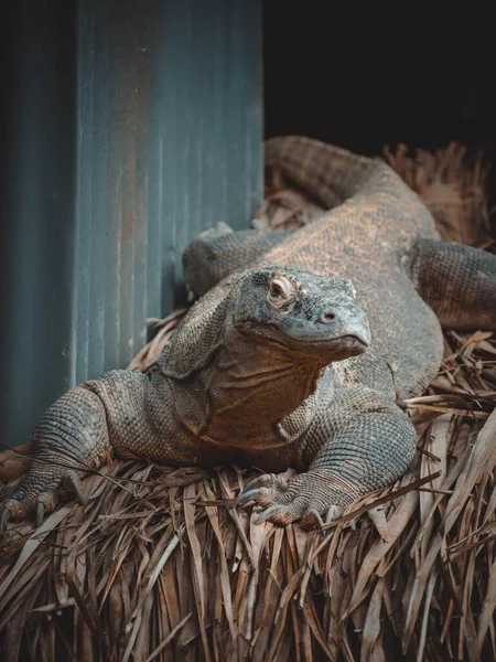 Een Fantastisch Portret Van Een Komodovaraan — Stockfoto