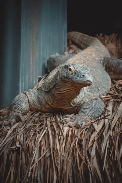 Fantastico Ritratto Drago Komodo — Foto Stock