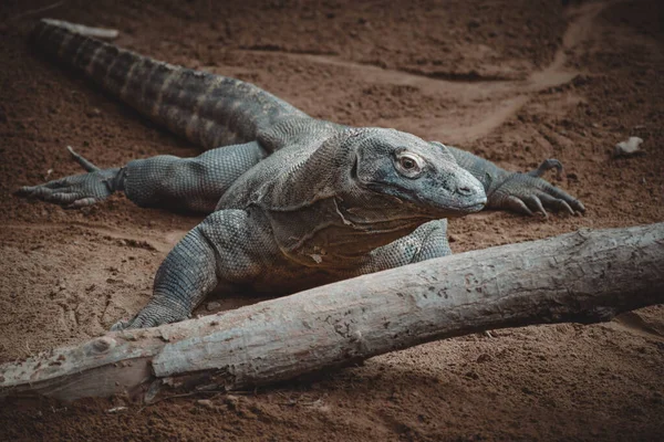 Potret Fantastis Dari Komodo Naga — Stok Foto