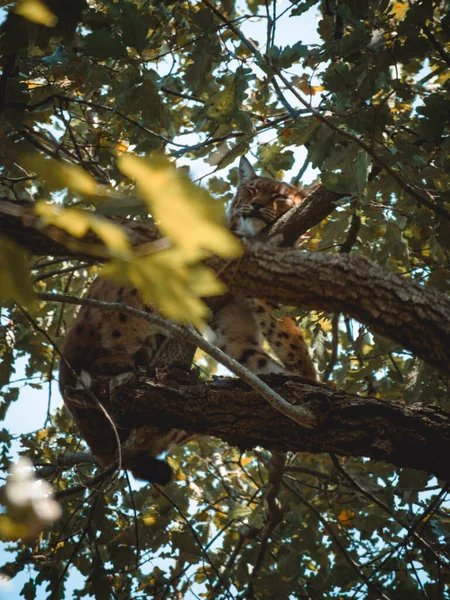 Lince Bonito Dormindo Uma Árvore — Fotografia de Stock