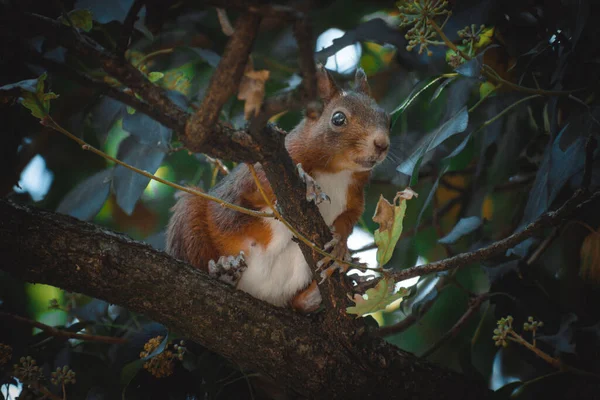 Esquilo Bonito Relaxante Uma Árvore — Fotografia de Stock