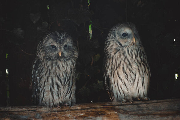 портрет фантастической совы