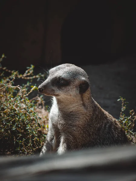 Lovely Portrait Cute Meerkat — Stock Photo, Image