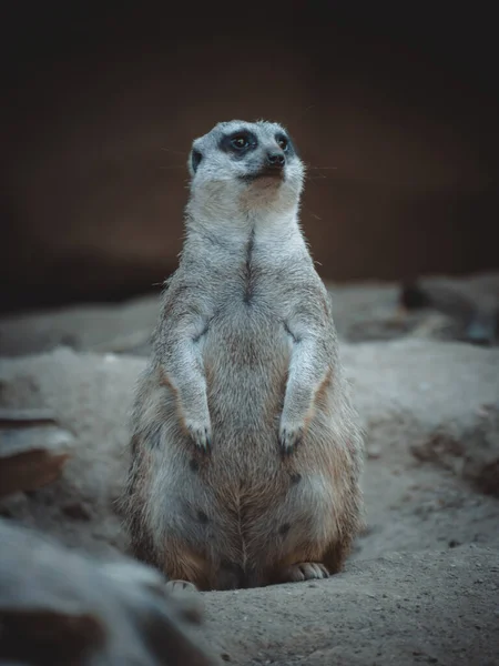 Een Mooi Portret Van Een Schattig Meerkat — Stockfoto