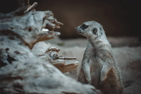 Lovely Portrait Cute Meerkat — Stock Photo, Image