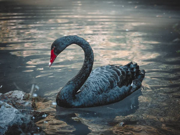 Uma Vista Sobre Cisne Preto Fantástico — Fotografia de Stock