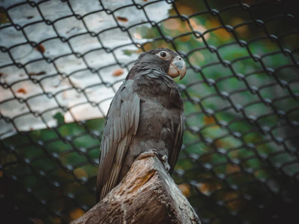 Uma Vista Fantástica Sobre Papagaio Coracopsis — Fotografia de Stock