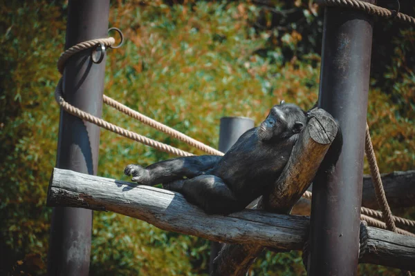 美しいチンパンジーの素晴らしい眺めです — ストック写真