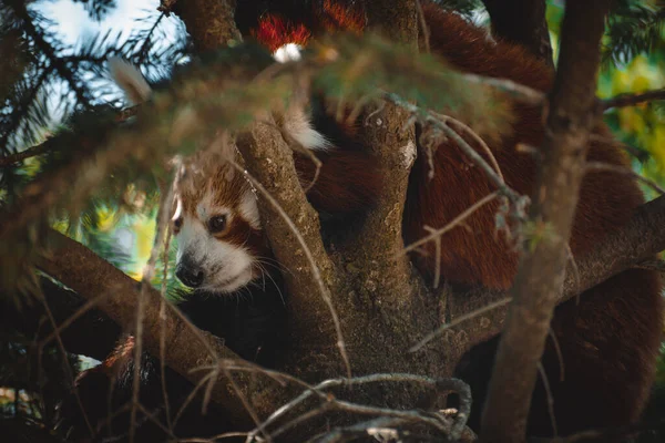 Fantastic Portrtait Lovely Red Panda — Stock Photo, Image