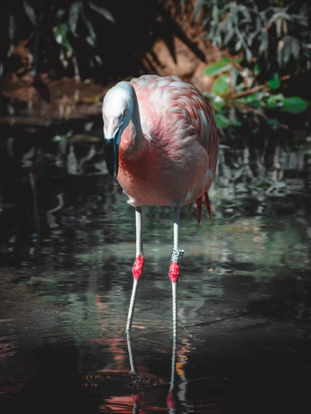 Une Vue Fantastique Sur Quelques Beaux Flamants Roses — Photo