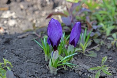 Güzel mor örgü - ilkbahar çiçeklerinden biri
