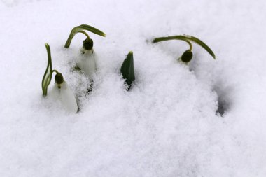 Karla kaplı kar damlaları. Baharda yoğun kar yağışıweather forecast.