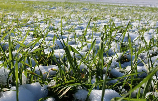 Sprouts of winter wheat. Young wheat seedlings grow in a field. Green wheat covered by snow.