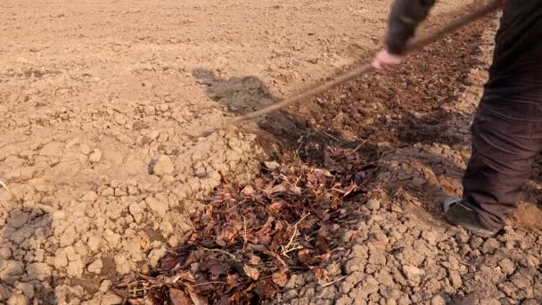 Удобрение Сельскохозяйственного Поля Опавшими Листьями Кровать Заполнена Старыми Гнилыми Листьями — стоковое видео