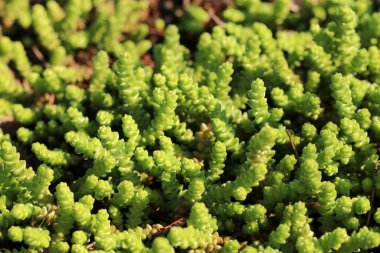 Çiçek tarlasında yetişen beyaz kayalıkların genç filizleri. Sedum albümü. Saha örtüsü bitkileri.